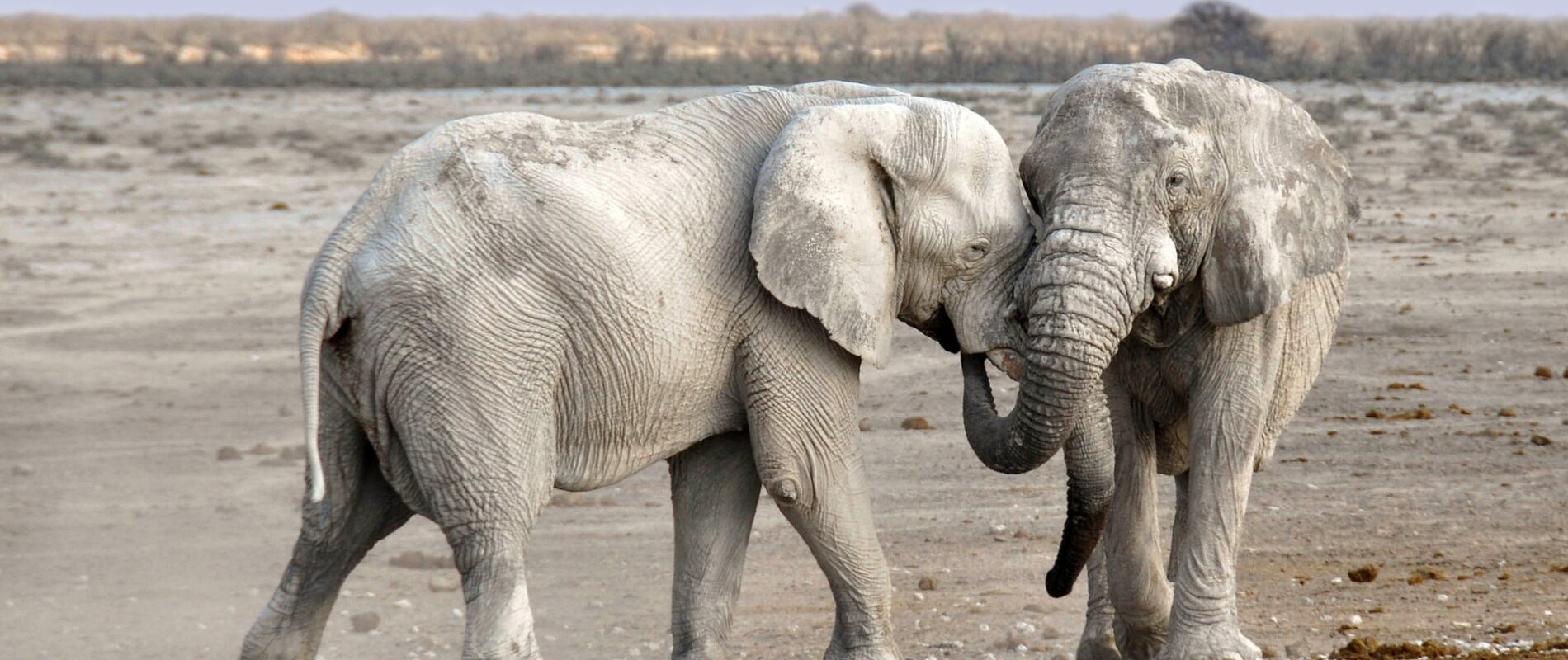 elephants-1170108_1920 elephants-1170108_1920